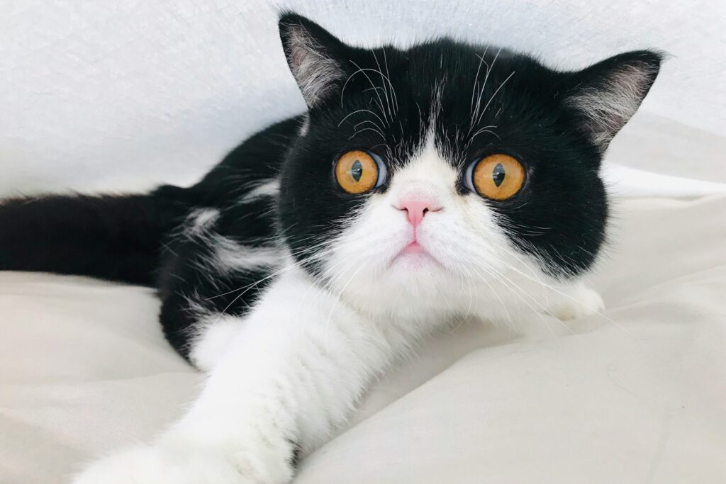 A high-resolution photograph by Lingda Kong, capturing a visually stunning scene with rich details and natural lighting.